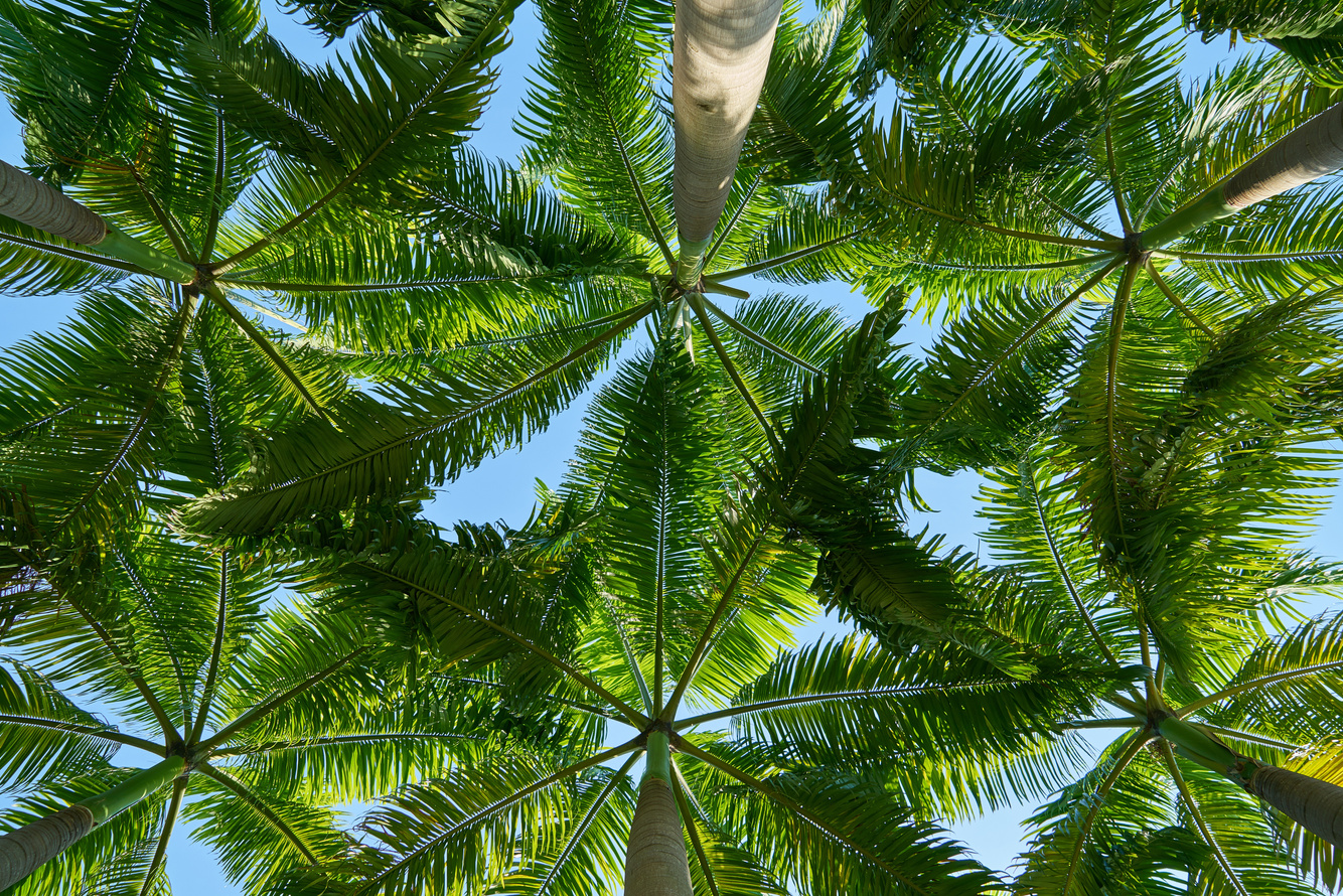 Palm Trees in the Summer