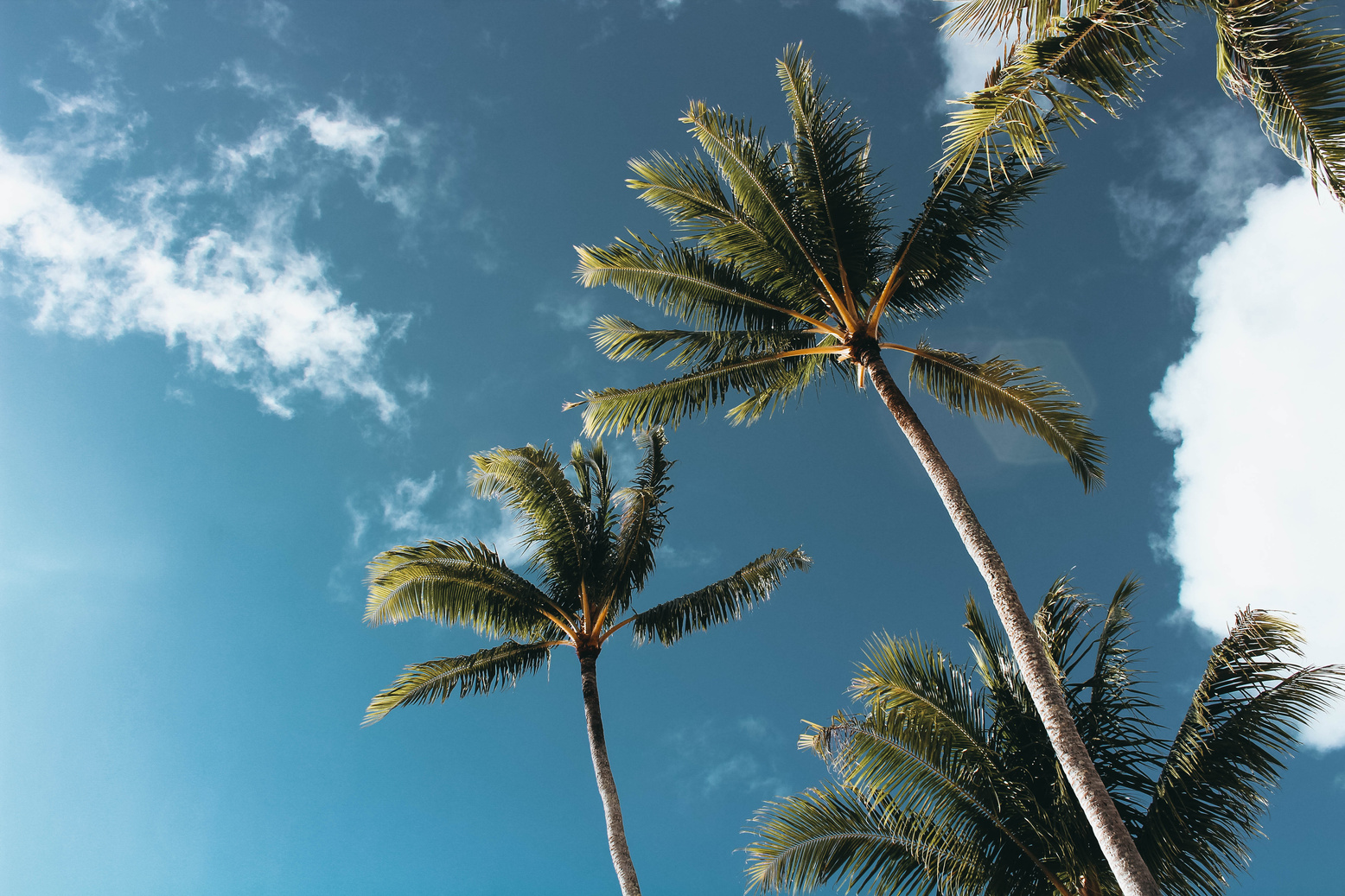 Low-angle Photography of Palm Trees