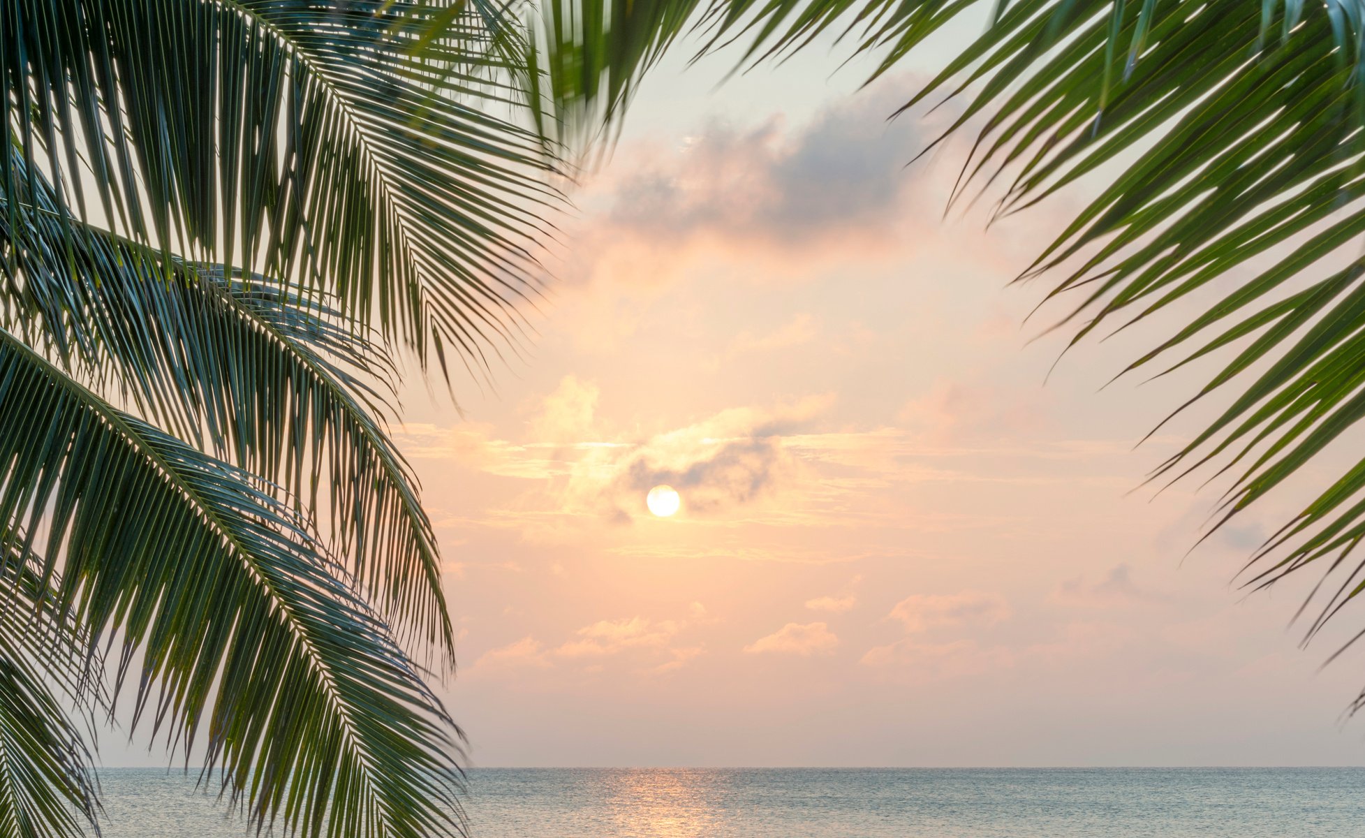 Caribbean Sunrise Palms 